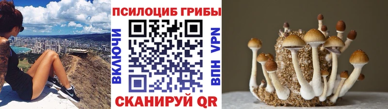Купить где  Куртамыш  Псилоцибиновые грибы Cubensis 